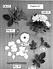 Rosa%20hybrida%20%27Poultc014%27
