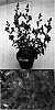Antirrhinum%20majus%20x%20Antirrhinum%20hispanicum%20%27Sunkisupin%27