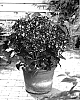 Hydrangea%20macrophylla%20%27Maltisse%27