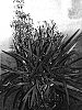 Dianella%20caerulea%20%27DCMP01%27