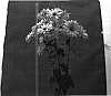 Chrysanthemum%20morifolium%20%27Danat214%27