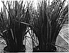 Dianella%20revoluta%20%27DRG04%27