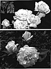 Rosa%20hybrida%20%27SAVamoon%27