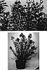 Lagerstroemia%20%28indica%20x%20fauriei%29%20%27Trured%27