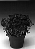 Aubrieta%20hybrida%20%27Audelpur%27