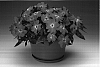 Impatiens%20hawkeri%20%27Ingsalab%27