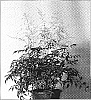 Astilbe%20simplicifolia%20hybrid%20%27White%20Sensation%27