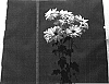 Chrysanthemum%20morifolium%20%27Danat213%27