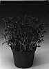 Aubrieta%20hybrida%20%27Audelmag%27