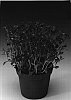 Aubrieta%20hybrida%20%27Audelmag%27