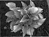 Hosta%20hybrid%20%28Tratt.%29%20%27Eye%20Declare%27