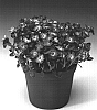 Aubrieta%20hybrida%20%27Audelbley%27
