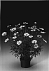 Argyranthemum%20frutescens%20%27Argyrayesi%27