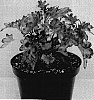 Solenostemon%20scutellarioides%20%27MD%20CURCOR06%27