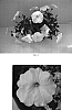 Petunia%20x%20hybrida%20%27Balasunwhite%27