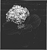 Hydrangea%20macrophylla%20%27RIE%2013%27