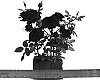 Rosa%20hybrida%20%27WEKclauni%27