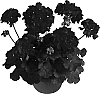 Pelargonium%20x%20hortorum%20%27Duevineon%27