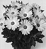 Osteospermum%20ecklonis%20%27Duetisuneye%27