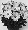 Osteospermum%20ecklonis%20%27Duetisuneye%27