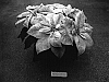 Euphorbia%20pulcherrima%20%28Willd.%20Ex%20Klotzsch%29%20%27Fismars%20Marble%27