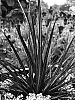Libertia%20%27TAUPO%20BLAZE%27