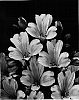 Alstromeria%20hybrida%20%27Zalsaleo%27
