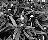 Bracteantha%20bracteata%20%27KLEBB05354%27