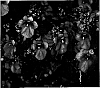 Diascia%20x%20hybrida%20%27KLEDB05503%27