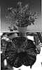 Verbena%20hybrid%20%27Carsca%27