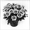Chrysanthemum%20morifolium%20%27Radiant%20Time%27