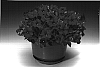Petunia%20hybrida%20%27Petrosena%27