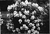 Hydrangea%20paniculata%20%27HYPMAD%20II%27