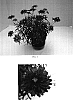 Argyranthemum%20x%20hybrida%20%27Bonmadchebon%27