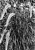Pennisetum%20setaceum%20%27Fireworks%27