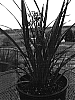 Dianella%20caerulea%20%27DCNCO%27