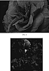 Rosa%20hybrida%20%27BAIsme%27