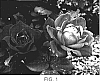 Rosa%20hybrida%20%27cv.%20Radtkopink%27