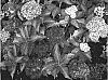Hydrangea%20macrophylla%20%27RIE%2005%27