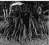Pennisetum%20purpureum%20%27Prince%27