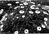 Bracteantha%20bracteata%20%27KLEBB05352%27