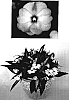 Impatiens%20hawkeri%20%27KIE186%27