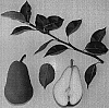 Pyrus%20communis%20%27Carolina%20Gold%27