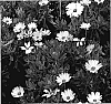 Osteospermum%20ecklonis%20%27KLEOE05524%27