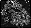 Verbena%20hybrida%20%27KLEVP05339%27
