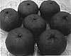Citrus%20reticulata%20hybrid%20%27Late%20Seedless%20Mandarin%27