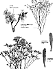 Limonium%20sinense%20%27Esm%20Amazona%27