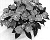 Impatiens%20hawkeri%20%27Odynestor%27