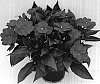 Impatiens%20hawkeri%20%27Odyachilles%27
