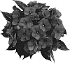 Impatiens%20hawkeri%20%27Odycalypso%27